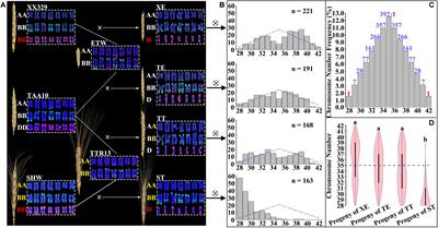 The Capacity to Buffer and Sustain Imbalanced D-Subgenome Chromosomes by the BBAA Component of Hexaploid Wheat Is an Evolved Dominant Trait